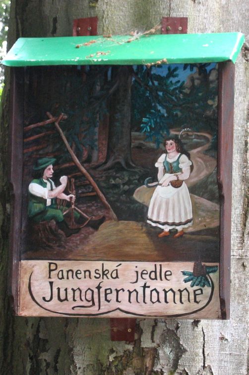 071 Panenska jedle_1